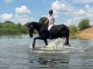 Klacz 11 lat 167 cm z treningami