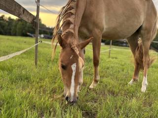 2 Klacze polski kuc wierzchowy i konik polski