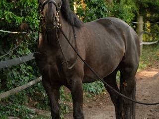 Klacz Śląska 4 lata