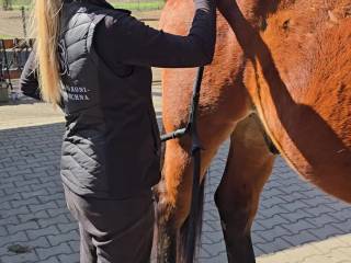 PEMF dla koni, Fizjoterapia koni