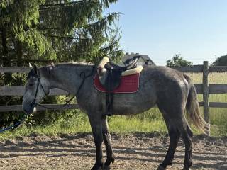 Klacz ŚLĄSKA siwa 3 lata 160cm