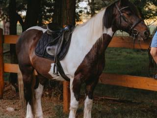 Irish COB- Happy Chappi ( Charlie)