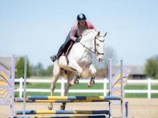 Urodziwy wałach małopolski