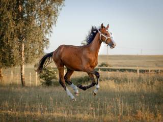 Ogierek Zangersheide Gio SW Z x Canturo I/ Lord Caletto