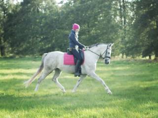 Sprzedam / wydzierżawię  Siwa Klacz!