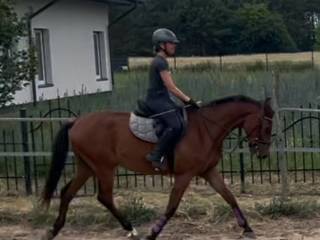 OKAZJA!! 2 konie w pakiecie-walach 1,5 roczny oraz walach 3,5 letni zajeżdżony, bardzo grzeczny