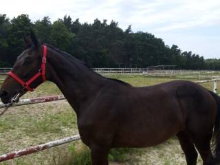 Sprzedam 1,5 roczną klaczkę ESTONIA - MJ