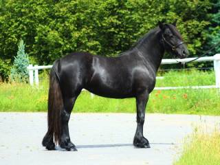 3 letnia piękna klacz  Fell Pony rekreacja zaprzęgi skoki