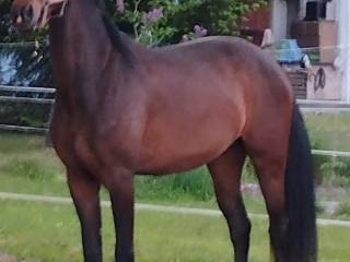 Sprzedam klacz