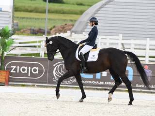 Ujeżdżeniowa klacz Witch G