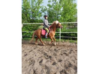 Haflinger