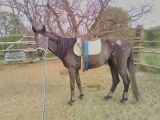 4-letnia klacz Wlkp na sprzedaż