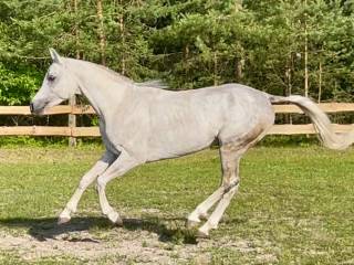 Piękny ogier arabski Diamond - świetna okazja unikatowy rodowód!
