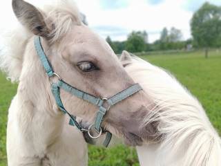 Klacz 1/2 Quarter Horse