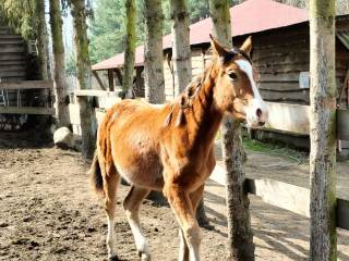 Tequila 1/2 AQH klacz
