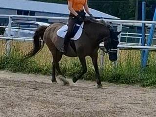 CENA DO KOŃCA MIESIĄCA Ambitna klacz huculska