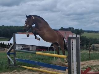 Ambitny 3 letni wałach po Cascaletto St. Ghyvan Z