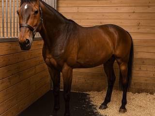 Mata do boksu stajni EASY STEP