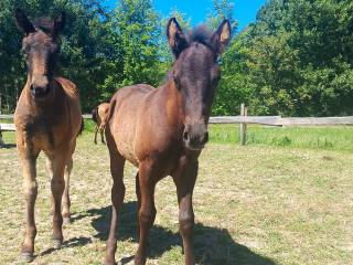 Ogierek Huculski Chrobry