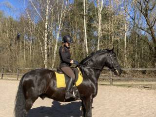 Wałach fryzyjski szuka współdzierżawcy!