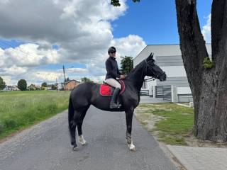 Fenomenalna kara klacz, po ujezdzeniowym ogierze De Beau