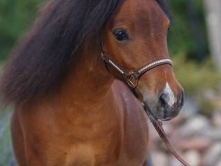 Mini ogierek szetlandzki