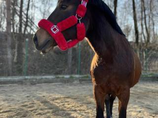 Wałach huculski ze sprzętem, 136 cm w kłębie. Koń niesamowicie przyjazny, kontaktowy i łagodny.