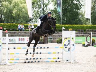 4-letnia klacz KWPN