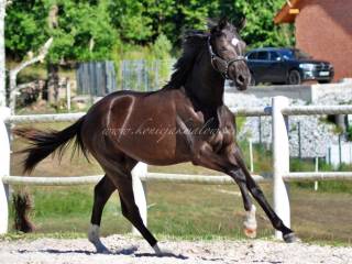 Czempionka wystawy po Dimaggio Black