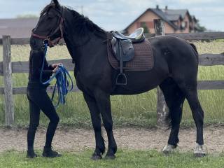 Klacz Śląska 6 lat