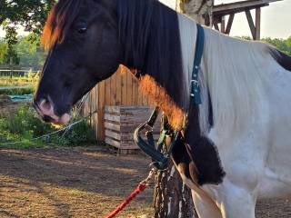 Sprzedaż/zamiana na sprzęt -Wyjątkowy Ogier American Paint Horse Tobiano