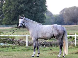 DZIERŻAWA / MOŻLIWA SPRZEDAŻ
