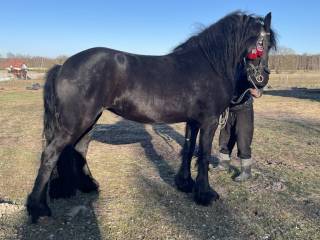 Klacz fryzyjska 4 lata