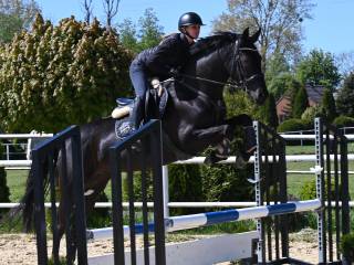 Kara, piękna klacz ur.2021 po Origi d’O/ For Pleasure /Cassini I