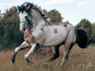 STANÓWKA OGIEREM SPLASH (DRR KING OF SPLASH) rasy American Paint Horse
