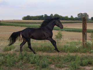 Młody wałach małopolski