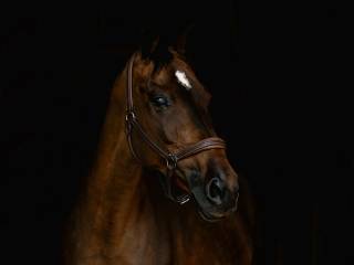 13 letnia klacz po ogierze Pan Am VDL