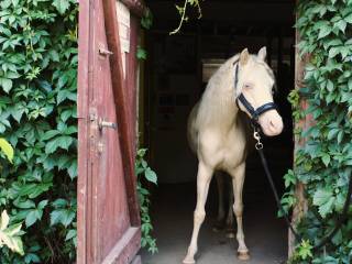 6 letnia klacz CREMELLO o NIEBIESKICH OCZACH  welsh pony sekcja B