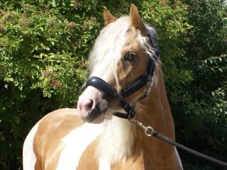 4 letnia klacz PALOMINO TOBIANO welsh + tinker - kuc sekcja C