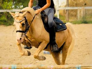 10 letnia DOŚWIADCZONA kuc sportowy - klacz welsh pony  sekcja B