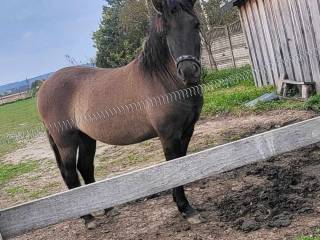 Sprzedam młodego wałacha