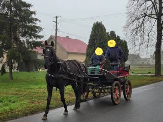 Wałach do zaprzęgu