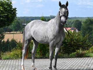 Wałach ur.2023 po Pr.H.Bingo Boy / Cornet Obolensky / Comandor
