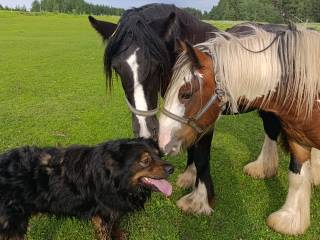 Gypsy coby STADO