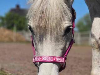 Kantar /pony