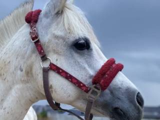 Kantar /pony