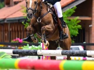 Kuc walijski do wygrywania, idealny dla małego sportowca