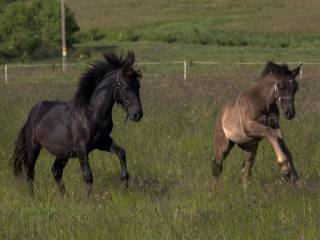 Źrebak Ogierek po Klaczy Śląskiej