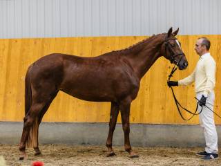 Klacz hanowerska na sprzedaż