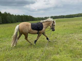 Piękna kucka z świetnym potencjałem i holenderskim pochodzeniem